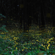 Illustration for article titled What a Wonderful Sea of Fireflies